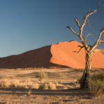 Thorn_Tree_Sossusvlei_Namib_Desert_Namibia_Luca_Galuzzi_2004a