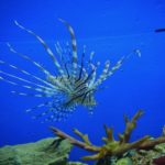 Red Lionfish Manila Ocean Park