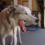 Defiance Rafting dog yawns