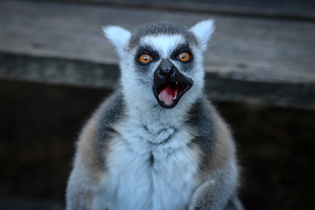 Millipede Madness – Scientists Confirm That Lemurs Like Getting High Too