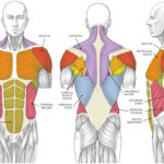 Male torso muscle groups